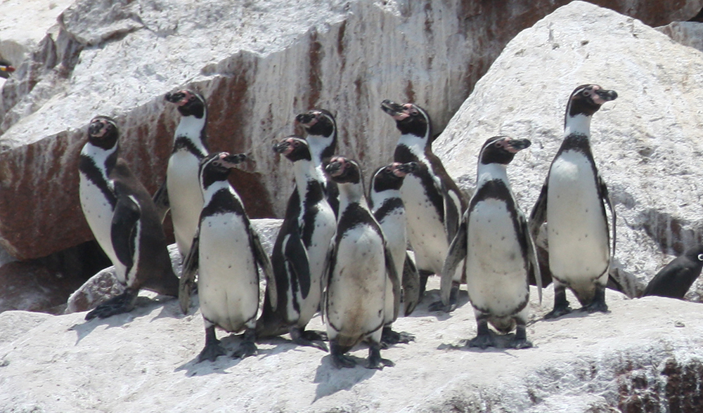 Penguins: Where to see them - Travel Unpacked | Travel Unpacked