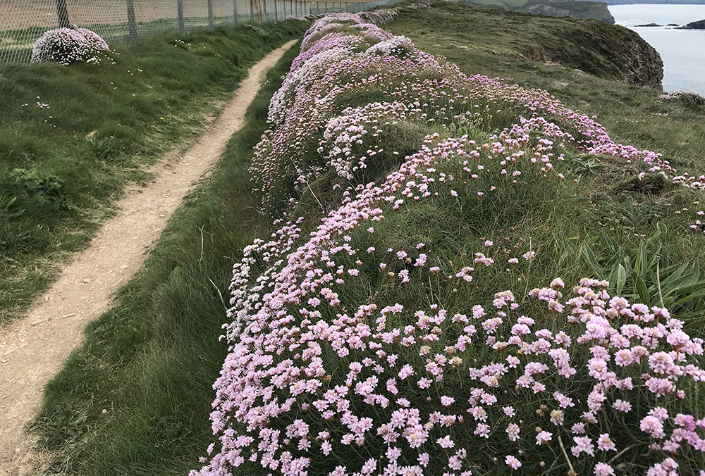 South-west Coast Path 003