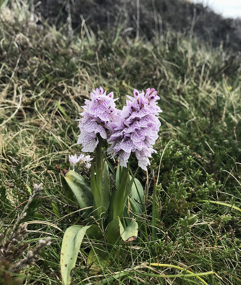 South-west Coast Path 015